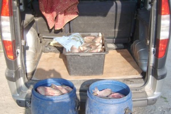 Peşte braconat, confiscat de poliţiştii de frontieră